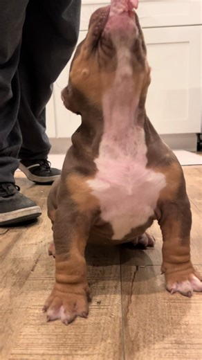 She is something special 💕😍 #americanbully #xlbully #breeder