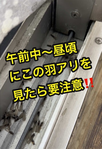 大阪市のシロアリ駆除ガイド