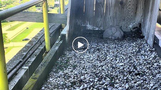 Falcon Cam - Warren, MI