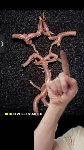 Essential Anatomy Structure: Can You Identify It?