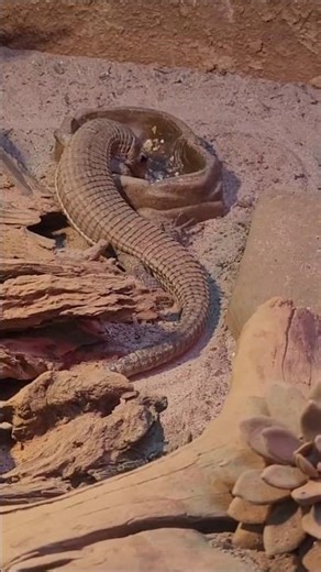 巨板蜥Rough-scaled Plated Lizard/Taipei Zoo