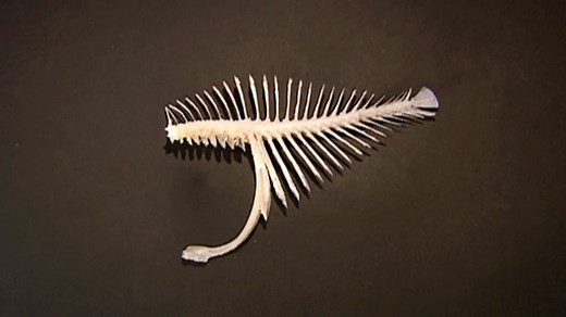 The skeleton of a fish