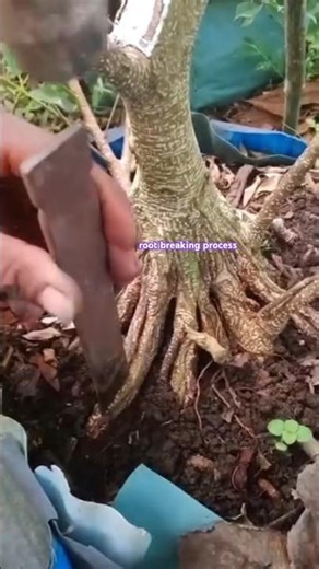 root breaking process #shorts #gardentips #gardening #plants ​#airlayering #craft #usa #cultivating