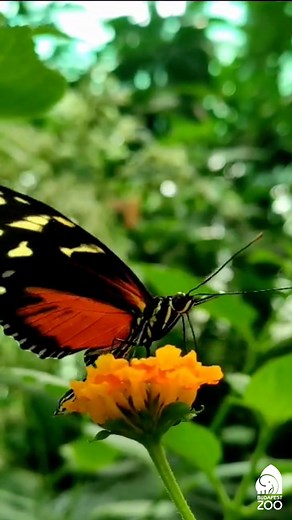 31K views · 844 reactions | Lepkekert // Butterfly garden in the Budapest Zoo #butterfly #zoobudapest #zoo #budapestzoo #BudapestZoo l#cute #BudapestiÁllatkert #summer #zookeeperlife | Fővárosi Állat- és Növénykert | Facebook