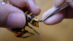 Man removes huge parasite from a giant murder hornet's stomach