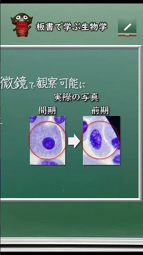 体細胞分裂の過程②前期～中期のポイント！【57生物基礎】新課程対応 #shorts