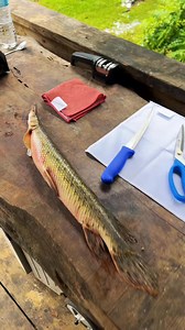 33K views · 724 reactions | How to clean a gar #fyp #catchcleanandcook #beardedfisherman #fishing #fish | Wade Fishez | Facebook