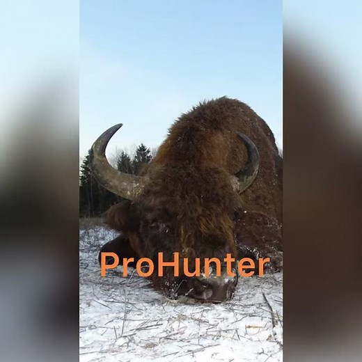 Охота на зубра в Беларуси. Bison hunting in Belarus