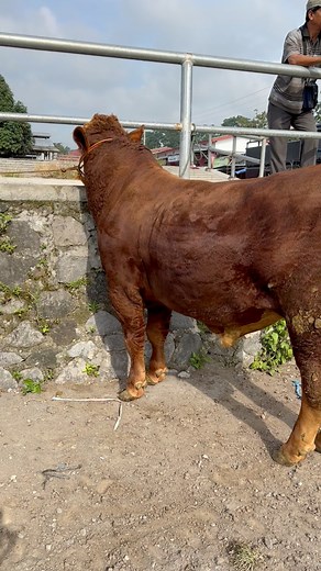 19K views · 200 reactions | Sapi super # # #sapi #cow #Bull | Revan Dolan Kandang | Facebook