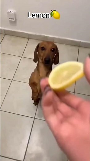 FUNNY Animals Doing Crazy Things!😂