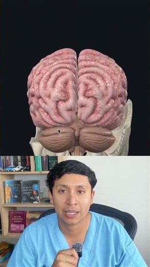 El cerebelo coordina los movimientos del cuerpo. #medicina #anatomia #cerebelo
