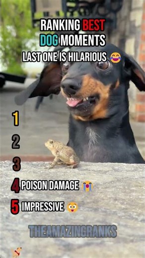 Ranking The BEST Dog Moments! 😂
