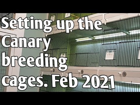 Setting up the Canary Breeding cages. Feb 2021