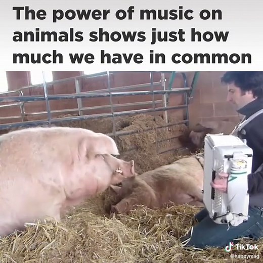 The Effect of Music on Animals: Do They Like It?