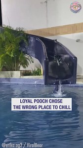 127K views · 529 reactions | 10/10 in the dog Olympics | 5-Minute Crafts USA | Facebook