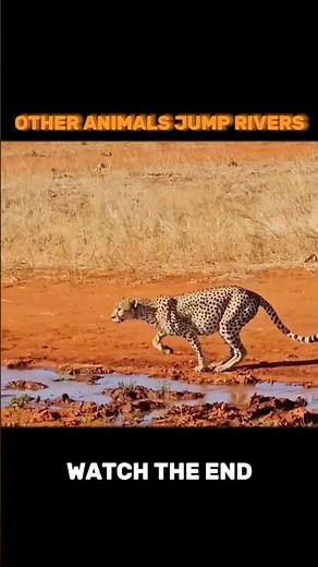 Other animals vs Puma incredible jump 🏆👑 #animals #wildlife #shorts