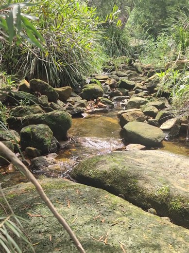 take a break from scrolling 📃📜⚙️ It's a real life STREAM lol, get it!? A Stream!? Anyway, enjoy the water down at Bargo River! Where else, right!? I love this place. 🔰🔰🔰🔰🔰🔰🔰🔰🔰🔰🔰🔰 Hashtags: #algorithmcleanse #naturereset #creeksounds #digitaldetox 📃 Keywords: algorithm cleanse, nature reset, creek sounds, relaxing stream water, Australian bush creek, calming water trickle, nature therapy, peaceful creek bed, outdoor mindfulness, forest stream ambience, mental reset nature, soothing