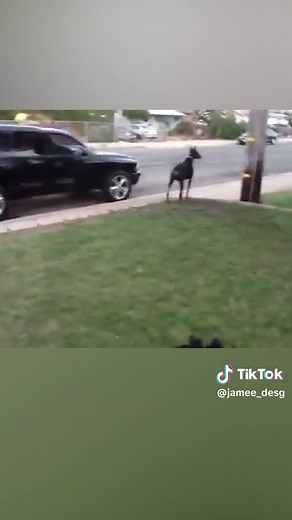 The protector #dog #jamee | dog took out 8 coyotes footage