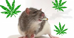 Mice Ate Half a Ton of Marijuana, But Did They Get High?