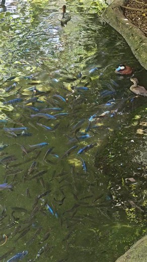 fish overpopulation #florida #fish #nature