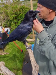 Ragnar Raven: A Gentle Tickle-Tickle Day