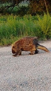 79K views · 2.2K reactions | Have you seen a porcupine lately? If you live in central Texas, then chances are you’ve noticed one in a tree or on the road. If you haven’t seen one yet, keep your eyes out, because they’re expanding into new territory. This photo was taken on the Kerr Wildlife Management Area, in Central Texas by summer intern, Katie Edwards. | Texas Parks and Wildlife | Facebook