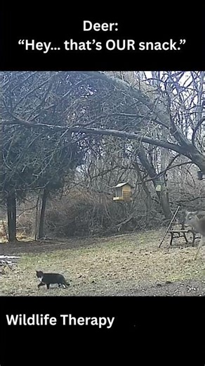 I’ve Never Seen Deer Do This To a Cat Before… 🦌🐈