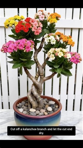 Kalanchoe lollipop-shaped planting method#Succulent leaf propagation #Succulent care #Jade Plant