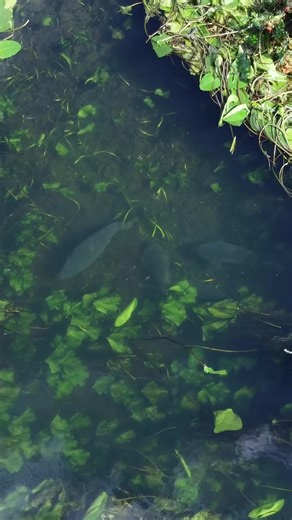 Exciting Carp Fishing Adventures