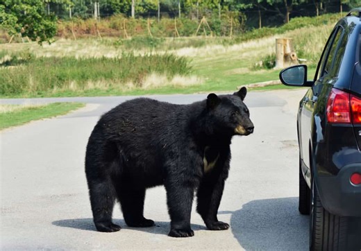 Watch this bear break into a car like a pro thief
