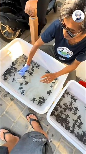 Justice For Baby Turtles #facts #shorts