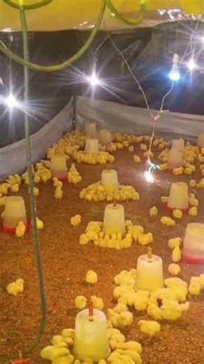 Winter season chicks brooding management