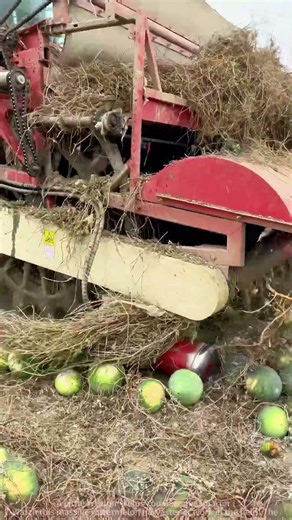 How Efficient is a Watermelon Harvester? Tons per Minute!
