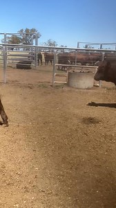 193 reactions · 13 comments | A beautiful line of our Belmont composite bulls, bound for Clermont and Charters Towers in Northern Qld | Manchee Agriculture | Facebook