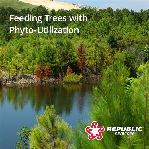 5.3K views · 45 reactions | Modern landfills are engineering marvels, with protective liners, sophisticated systems and comprehensive environmental monitoring. Beyond all that technology, sometimes we use Mother Nature to lend a helping hand. Through a proven process called phyto-utilization, we are using trees and grasses planted at landfills to naturally extract liquid and contaminants from the landfill. | Republic Services | Facebook