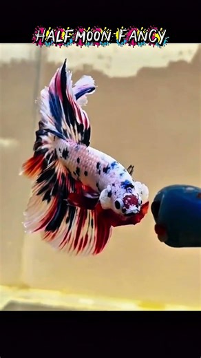 Stunning Halfmoon Fancy Betta – Red, Blue & White Beauty #bettafish #halfmoonbetta #fancybetta