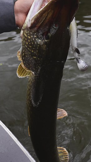 18K views · 286 reactions | Sean Wit explains different sizes and colours of 3D White Fish Shad  #3DWhitefishShad comes in ten exciting colors and four pike fishing sizes - 17,5 cm, 20 cm, 23 cm and 27 cm   Available across Europe    https://savage-gear.com/.../paddletails/3d-whitefish-shad #savagegear #savageworld #LuresWithAttitude #SavageAdventures | Savage Gear | Facebook