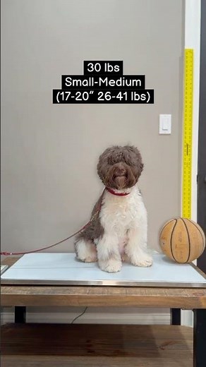 How big is an Australian Labradoodle?