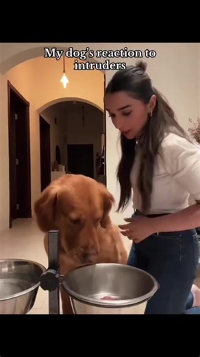 Dogs Hilariously React to Intruders