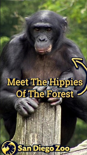 Why Bonobos Are The Chillest Apes On Earth✌️