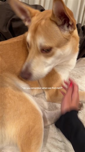 2025 Adoption Stories and Foster Fail Moments