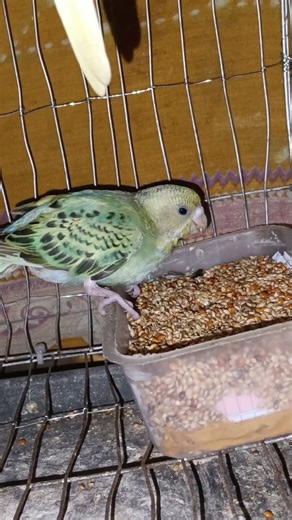 Lunch Time for This Cute Budgie! 🦜🌻