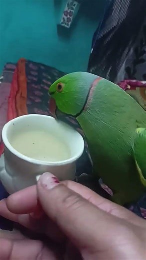 mitthu hamari mitthu ko bhookh lagi Thi kha lo 😭🦜kha lo😭🦜 mitthu bhukha hai #samrat mitthu