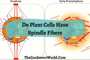 Do Plant Cells Have Spindle Fibers? Spindle Fibers Role In Cell Division - The Gardeners World