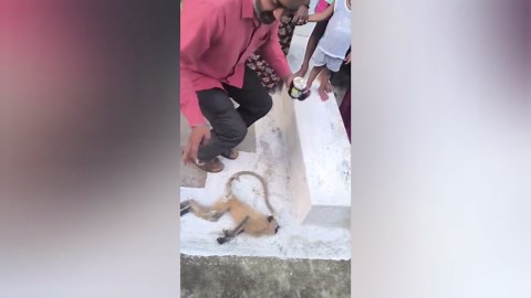 Electrocuted monkey revived by vet in India