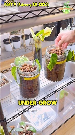 Part 4 (2): Plants + Hydrogen Peroxide EXPERIMENT #thegreenearth #plants #plant