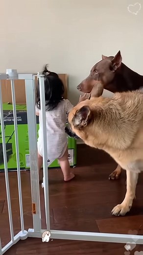 1.5M views · 19K reactions | ❤️Funny dog and adorable baby #dog #fyp #baby #pet #funny | DogFunnny Anker456 | Facebook
