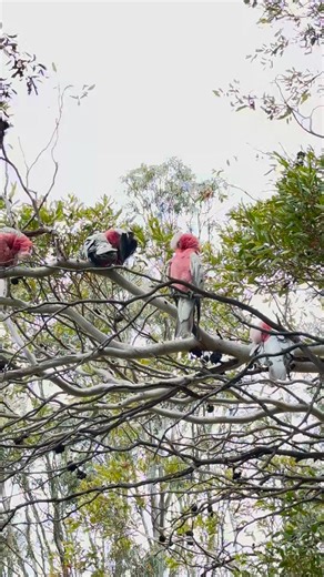 Beautiful Wild Parrots 🦜 #parrots #birdphotography #wildlife | Daddy Butingthing's Mini Aviary