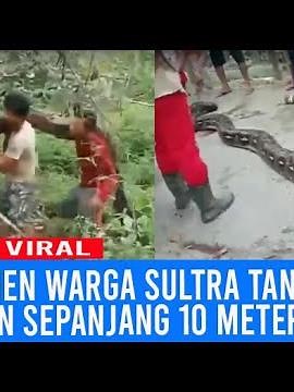 Geger Warga Tangkap Ular Piton Panjang 10 Meter Jadi Tontonan