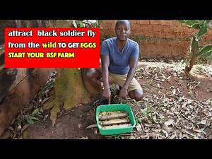 How to Attract Black Soldier Fly from ANYWHERE in the WILD and start your BSF FARM